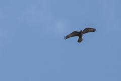 Buteo oreophilus