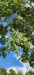 Zanthoxylum martinicense