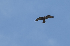 Buteo oreophilus