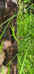 Anolis chlorodius