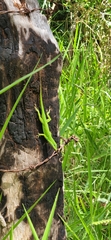 Anolis chlorodius