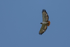 Buteo augur