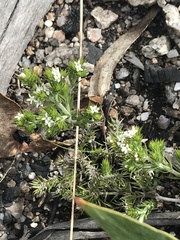 Asperula scoparia