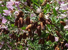 Halimodendron halodendron