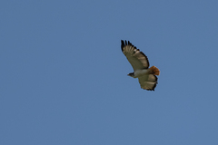 Buteo augur