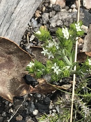 Asperula scoparia