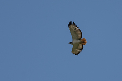 Buteo augur