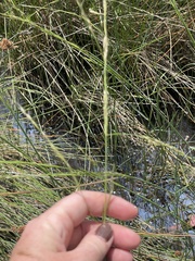 Amphibromus nervosus