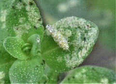 Eupteryx decemnotata