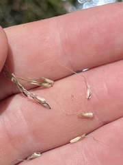 Amphibromus nervosus