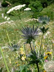 Eryngium alpinum