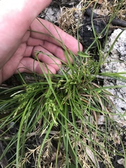 Carex breviculmis