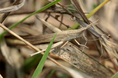 Machaeridia conspersa