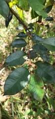 Chrysophyllum