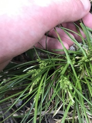 Carex breviculmis