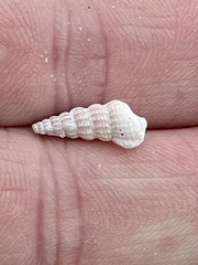 Cerithideopsis scalariformis