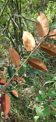 Chrysophyllum