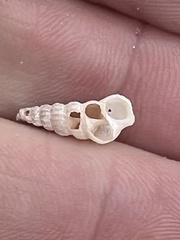 Cerithideopsis scalariformis
