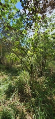 Chrysophyllum