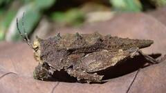 Discotettix kirscheyi