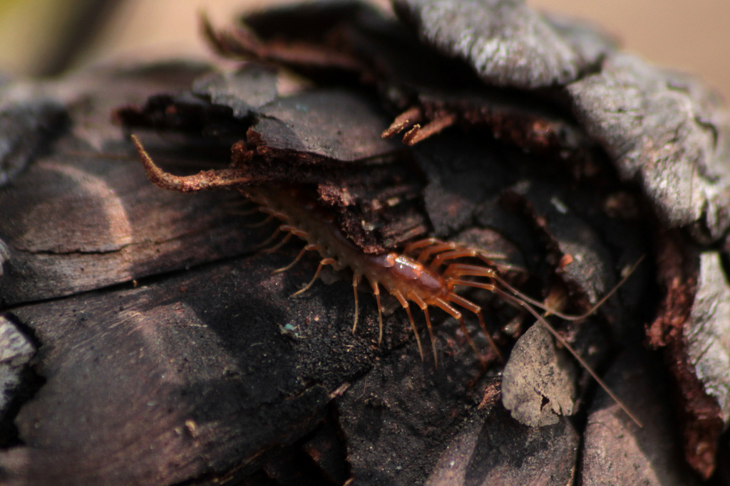 Scutigerinidae