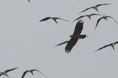 Hieraaetus wahlbergi