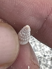 Cerithideopsis scalariformis