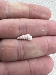 Cerithideopsis scalariformis