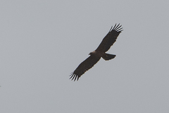 Hieraaetus wahlbergi