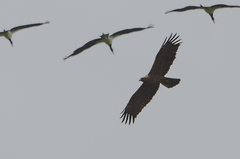 Hieraaetus wahlbergi