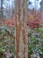 Acer pseudoplatanus