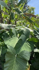 Xanthosoma
