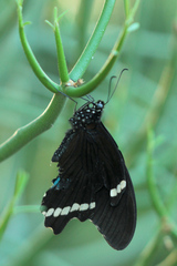 Papilio nireus