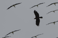 Hieraaetus wahlbergi