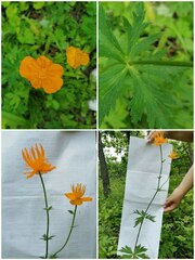Trollius chinensis