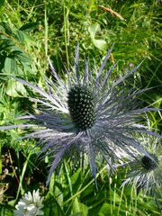 Eryngium alpinum