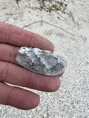 Ostreidae