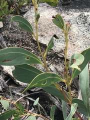 Acacia obliquinervia