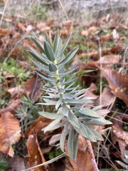 Euphorbia nicaeensis
