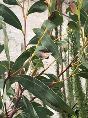 Acacia obliquinervia