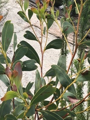 Acacia obliquinervia