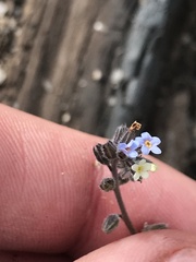 Myosotis discolor