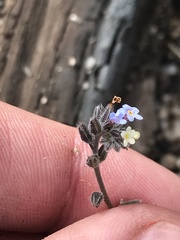 Myosotis discolor