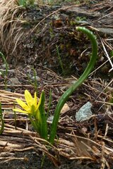 Gagea fragifera