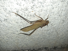 Mecopoda elongata