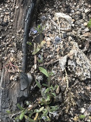 Myosotis discolor