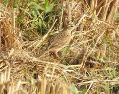 Anthus godlewskii