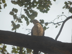 Accipiter badius