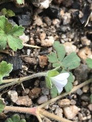 Geranium obtusisepalum