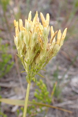 Sebaea elongata